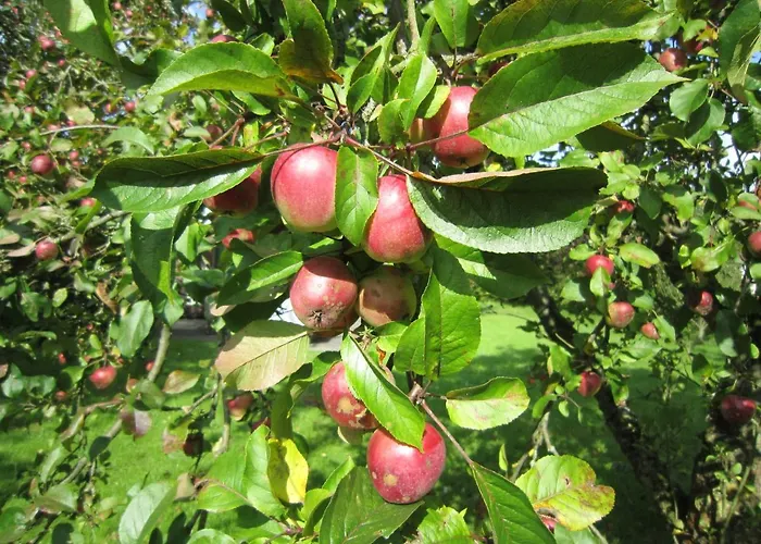 Prázdninový dům Premium-ferienhaus Ingrid Marie Im Altes Land An Der Elbe *